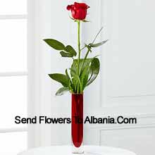 A Single Red Rose In A Red Test Tube Vase Delivered in Albania